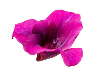 Naklejka premium gladiolus flower