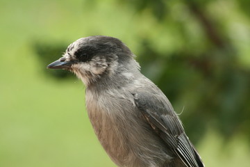 Gray Jay