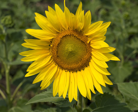 sunflower flower close up