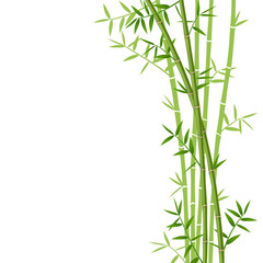 Green bamboo on white background, vector illustration - obrazy, fototapety, plakaty