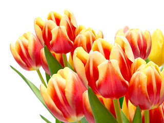 Fototapeta premium tulip flowers