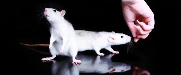 Two female pet fancy rats