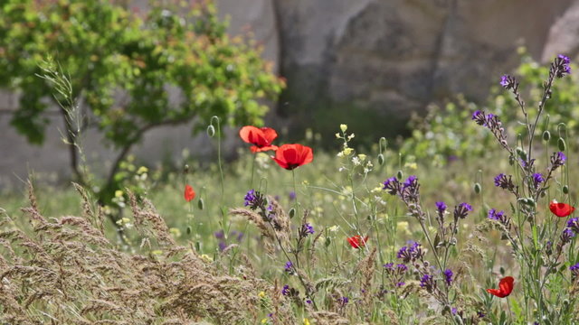 Blossoming poppies among a grass
