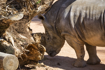 Obraz premium Rinoceronte 