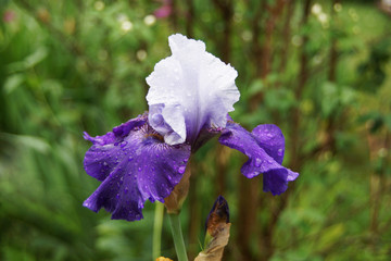 Blue iris flower in the garden.