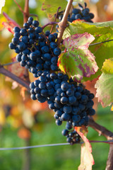 Blau Weintrauben