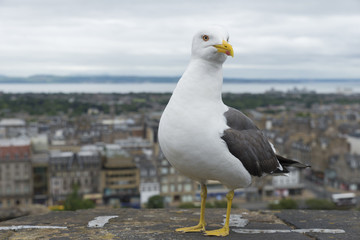 Obraz premium Seagull and Edinburgh city view in the background