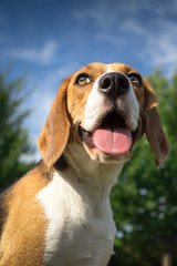 Headshot of a beagle