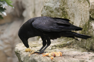 Common raven (Corvus corax).