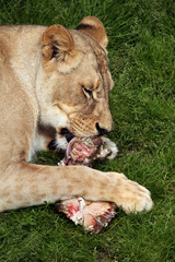 Katanga lion (Panthera leo bleyenberghi).