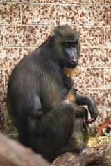 Mandrill (Mandrillus sphinx).