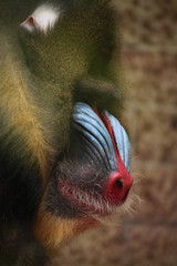 Mandrill (Mandrillus sphinx).