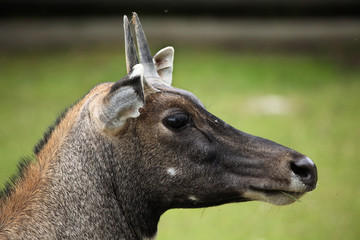 Nilgai (Boselaphus tragocamelus).