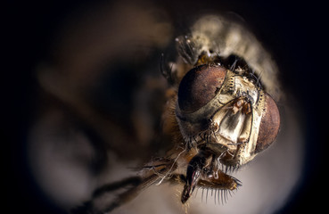 Stacked Photography of Fly, Detail of Eyes