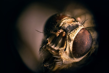 Stacked Photography of Fly, Detail of Eyes