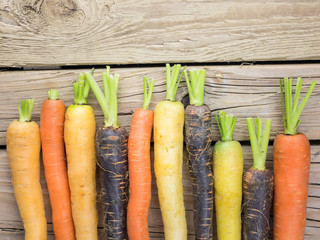 colourful carrot varieties