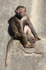 Fototapeta premium Hamadryas baboon (Papio hamadryas).