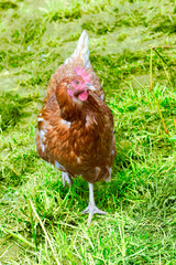 chicken