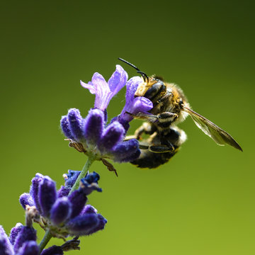 Leafcutter Bee (Anthidium oblongatum) on Lavender Flower