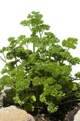 Petersilie; Petroselinum; Crispum; Krause; Heilpflanze; Kraeuter