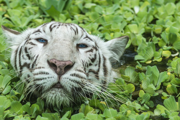 white female tiger swimming in pond