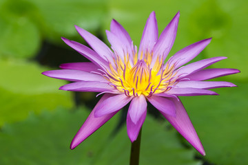 Purple water lily  against green background