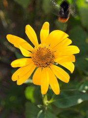 Yellow summer flower