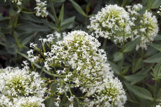 Spornblume, Centranthus, ruber, alba, Albus,