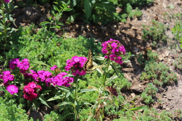 Swallowtail Butterfly enjoys the purple flowers