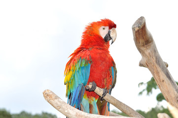 Obraz premium Colorful macaw 