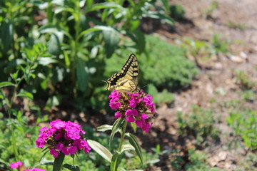 Swallowtail Butterfly enjoys the purple flowers