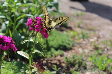 Swallowtail Butterfly enjoys the purple flowers