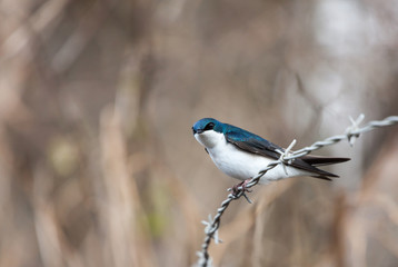 Tree Swallow