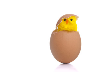 Easter chick inside an egg with a tilted helmet on shot front on on a white background