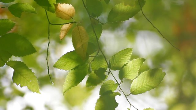 Leaves Of Corylus Bushes