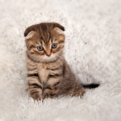 kitten on a fluffy white blanket