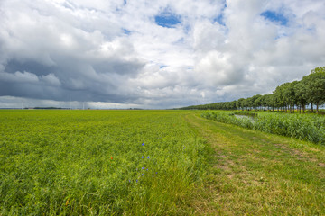 Clouds over a field with vegetables in summer