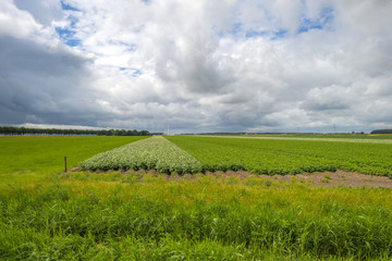 Clouds over a field with potatoes in summer