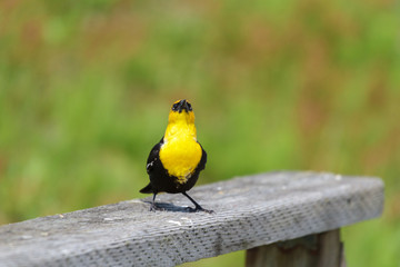 Yellow-headed Blackbird