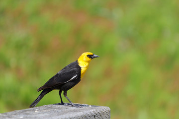 Yellow-headed Blackbird