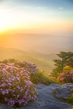 The Rhododendron spring blooms on top of Hawksbill Mountain at the Linville Gorge Wilderness Area. 
