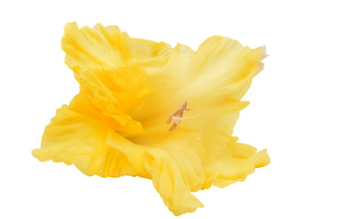 gladiolus flower closeup