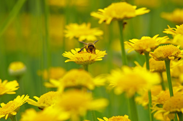カモミールの花にとまるミツバチ