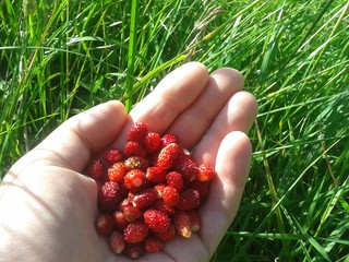A handful of strawberries in the palm