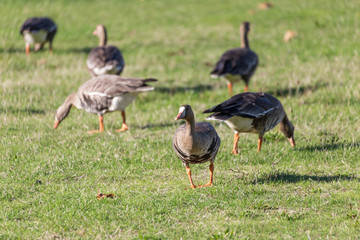  Greater White-fronted Goose