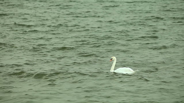 Swan swimming on sea water