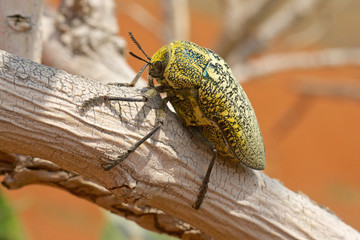 The Sulphurous Jewel Beetle (Julodis euphratica) is distributed from the Middle east to Central Asia.