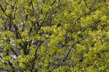 maple tree