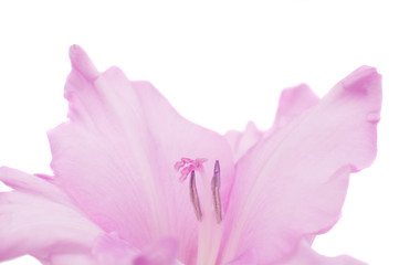 gladiolus flower closeup