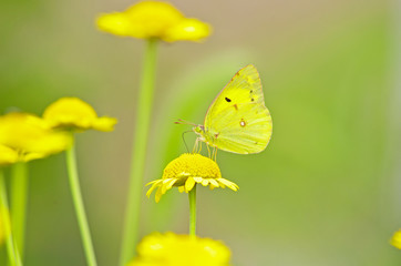 カモミールの花にとまる蝶